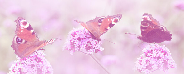 Poster - butterflies on the garden flowers - macro photo