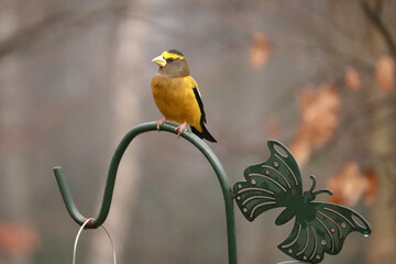 Evening Grosbeak Butterfly Feeder