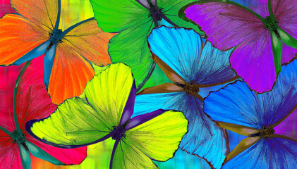 Aufkleber - Colors of rainbow. Bright colorful tropical morpho butterflies. Color concept. Bright tropical background