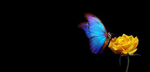 Aufkleber - bright blue tropical morpho butterfly on a yellow rose in water drops isolated on black. copy space	