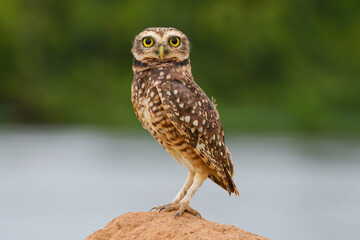 A burrowing owl (Athene cunicularia), or Coruja-buraqueira, on the banks of the Guaporé - Itenez river, Pimenteiras do Oeste, Rondonia state, Brazil, on the border with Santa Cruz Department, Bolivia