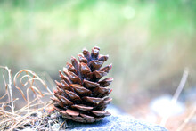 Pine Cones On The Ground