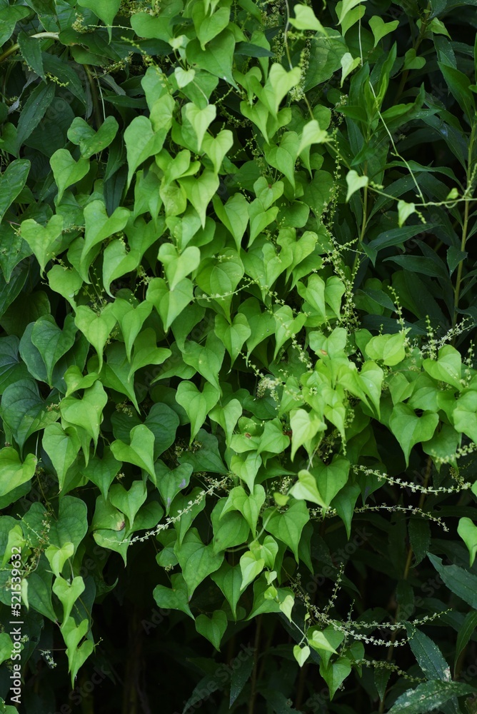 Japanese yam ( Dioscorea japonica ) flowers and leaves.Dioscoreaceae ...