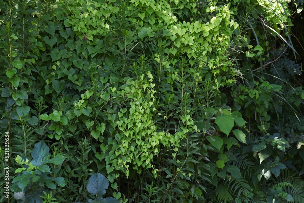 Japanese yam ( Dioscorea japonica ) flowers and leaves.Dioscoreaceae ...