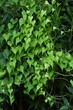 Japanese yam ( Dioscorea japonica ) flowers and leaves.Dioscoreaceae perennial vine. Blooms from July to August. Heart-shaped leaves and edible roots.