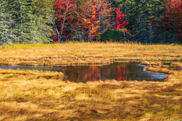 Autumn reflection in Marsh water