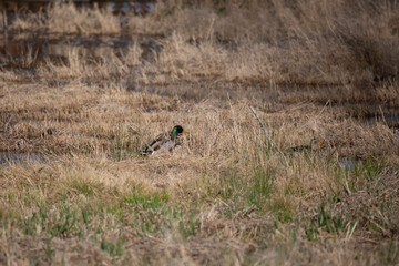 Quacking Mallard Duck