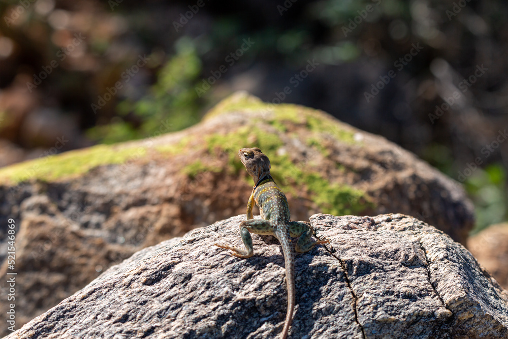 An Eastern collared lizard, Crotaphytus collaris, basking in the sun in ...