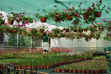Pot-plants Diversity With Lush Green Leaves Put In Rows And Hanging On Wires For Sale In Nursery Garden Under Cover. Large Assortment Of Different Kinds Of Decorative Flower Plants For Home Interior