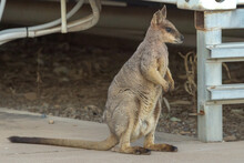 Nail Tail Wallaby In Queensland Australia
