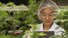 Scientist Test Cannabis Product In Curative Indoor Cannabis Farm With Scientific Equipment Before Harvesting To Produce Cannabis Products