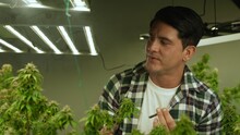 Marijuana Farmer Smoking Rolled Marijuana Weed Joint In Curative Marijuana Farm For Recreation Or Testing Examination Of His Own Marijuana Quality