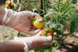 Late blight of vegetables, fungal disease rotting tomato.Close-up of a hand in a glove holding diseased tomatoes in the garden