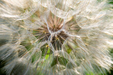A Close Up View Of Yellow Salsify Or Goat's Beard.