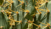 Closeup Shot Of A Green Cactus With Long Yellow Spikes On A Sunny Day