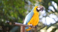Blue And Yellow Macaw Resting On A Tree In Front Of A Blurred Background
