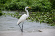 Eastern great egret (Large egret) walking on a stone bridge in the rain.