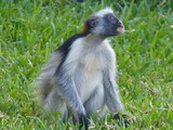 Fototapeta Konie - Monkey in Zanzibar