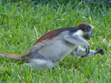 Fototapeta Konie - Monkey in Zanzibar