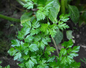 Wall Mural - Green Parsley leaf background. Parsley or garden parsley is a species of flowering plant in the family Apiaceae, native to the central Mediterranean region. 