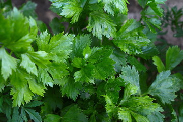 Wall Mural - celery growing in organic garden