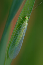 Common Green Lacewing (Chrysoperla Sp.) On A Plant