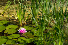 Pink Water Lily In A Pond With Leaves And Reeds On A Sunny Summer Day. Nymphaea
