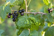 Currant leaves of currant. Diseases and pests in currant leaves. 