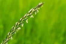 In The Wild, A Couch Grass, Elymus Repens, Cereal Plant Grows In The Meadow