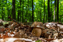 Group Of Spring Bolete Or Boletus Reticulatus, Two Of Them Very Yuoung, Growing In Natural Habitat