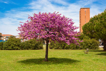 An Urban Park With A Flowering Judas Tree