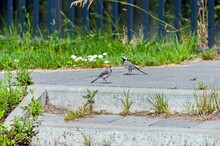 A Young Wagtail Is Sitting On The Sidewalk