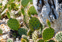 Succulents Growing On Rocks. Desert Garden With Succulents. Closeup Of Cacti Growing Between Rocks On A Mountain. Indigenous South African Plants In Nature. Modern Gardening, Cactus Close Up