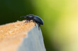 Black beatle on a pile of wood against green background.
