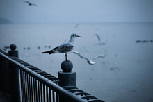 Seagulls On The Pier. Seagulls In Flight