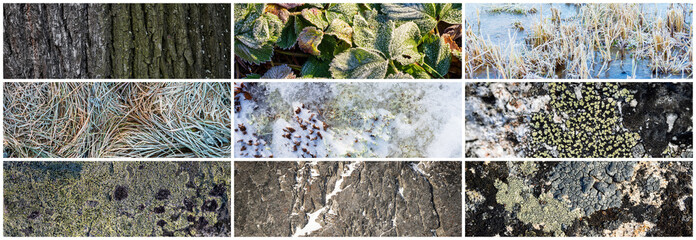 Wall Mural - Set of natural textures. Nature objects close-up: trunks and bark of trees, foliage of plants, surface of stones, grass and lichen, hoarfrost and snow. Collection of panoramic backgrounds for design.