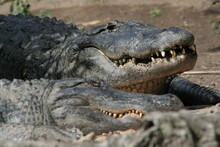 One Crocodile Is Opening His Mouth And Another One Is Sleeping