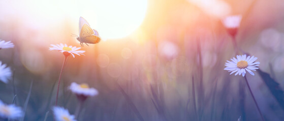 Aufkleber - A  Beautiful white flowers and butterfly in sunrise in a forest meadow close-up in sunlight in nature. Summer flowering landscape.
