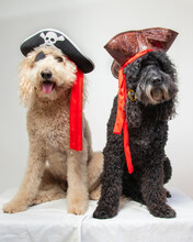 Two Labradoodles Dressed As Pirates Sitting Next To Each Other