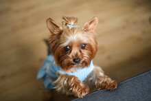 Portrait Of A Yorkshire Terrier Dog Wearing A Blue Sweater And Hairclip