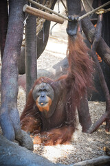 Wall Mural - Orangutan is eating some grass whitch he found on the floor.