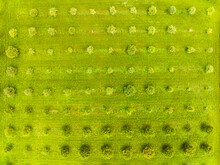Abstract Aerial Top View Of Fruit Orchard, Zuid Limburg, Netherlands.