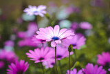 Fototapeta Kosmos -  beautiful flowers in the garden