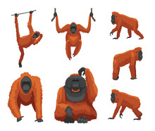 Primate Ape Orangutan Various Poses Cute Cartoon Vector Illustration
