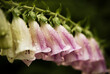 © Michael Marquand - pink and white bell flowers with water drops