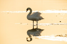 Mute Swan At Sunset