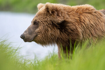 Sticker - Alaskan brown bear in McNeil River