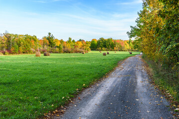 Wall Mural - Gravel road along a meadow dotted with hay bales and bordered with woods at the peak of autumn colours