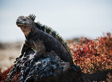 Land Iguana On Plaza Island, Galapagos, Ecuador, South America 