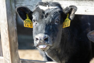 closeup of a black furry calf at a farm with two yellow ear tags